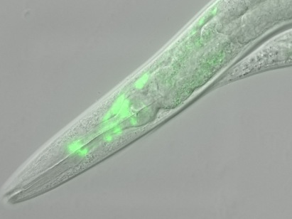 c-elegans-fluorescent